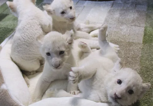 小白獅一胎生四隻 網友心臟爆擊狂喊「軟綿綿的好可愛啊」