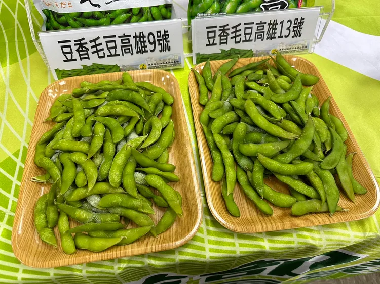 高雄13號比9號產量增1成。陳怡文攝