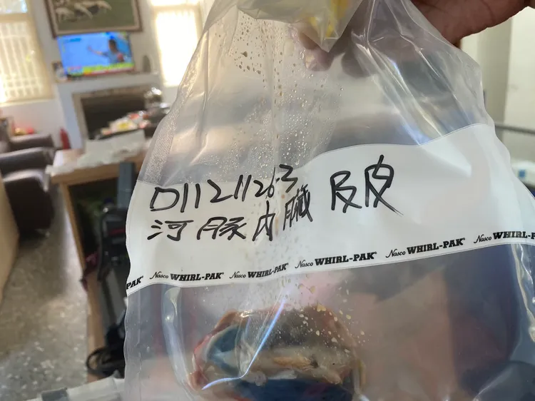 衛生局將剩下的河豚檢體送交化驗。民眾提供