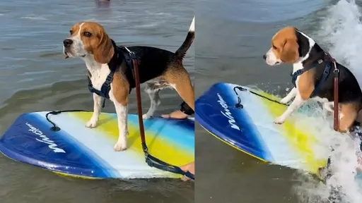 誰說我只會狗爬式 哥追浪英姿「叫我衝浪手」