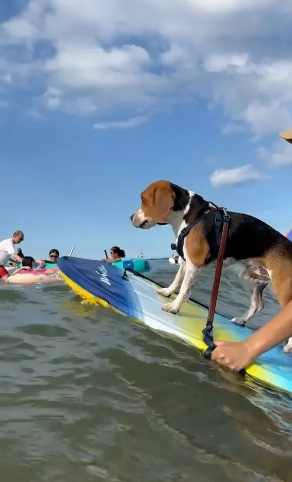 米格魯學衝浪架勢十足。IG @beagle_de_oka 提供