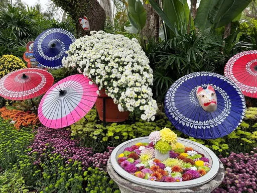 士林官邸菊展11/24登場！仿日「笠間菊花節」　迎賓賞花打卡