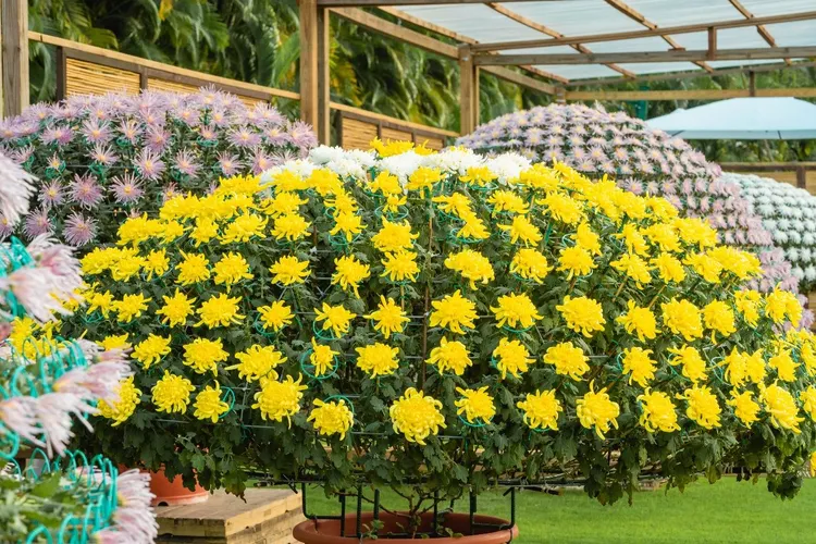 士林官邸菊展指標的大立菊。公園處提供