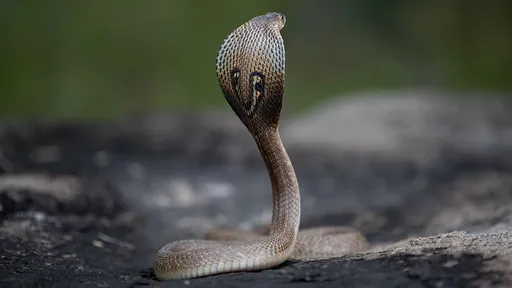 平地眼鏡蛇疑「搭車上武嶺」　慘被高山低溫凍死
