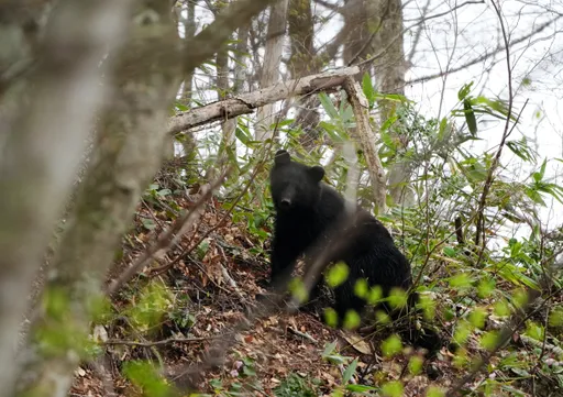 北海道3登山客遇熊　1人超猛「提刀上陣」退敵兼救人