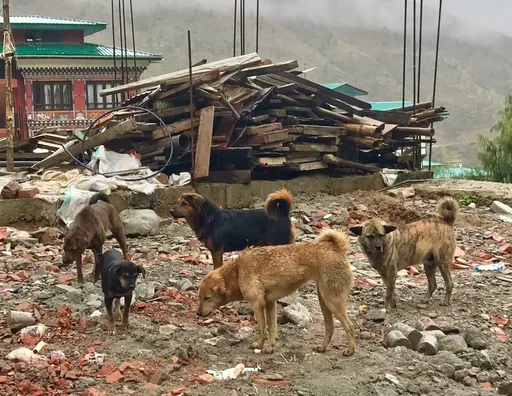 全國狗狗都結紮完畢! 這一國驕傲當「地球唯一」