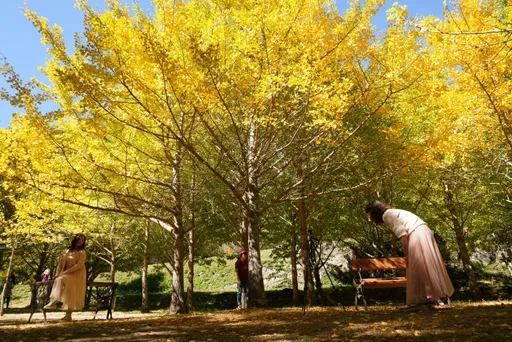 武陵農場入秋「銀杏換新裝」 金黃樹海宛如置身日韓