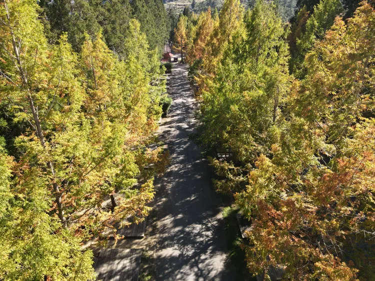 武陵農場水杉林高大挺拔。武陵農場提供