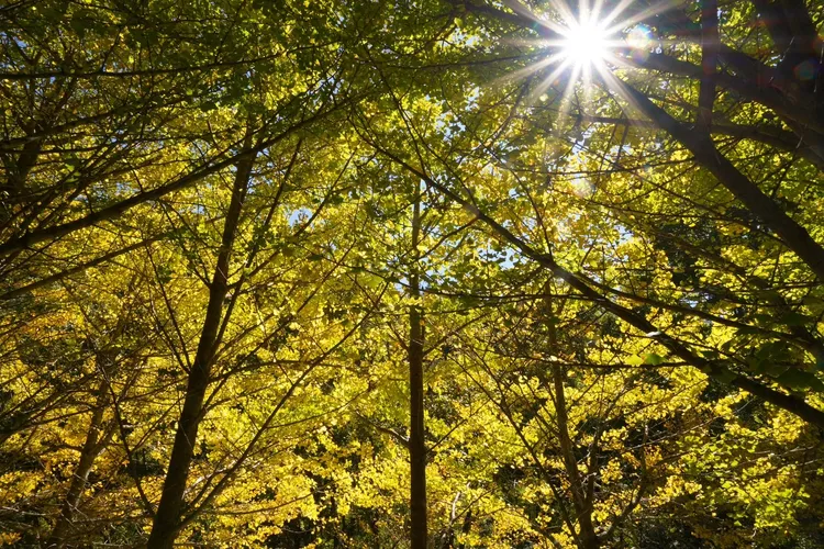 銀杏在太陽底下特別閃耀亮眼。武陵農場提供