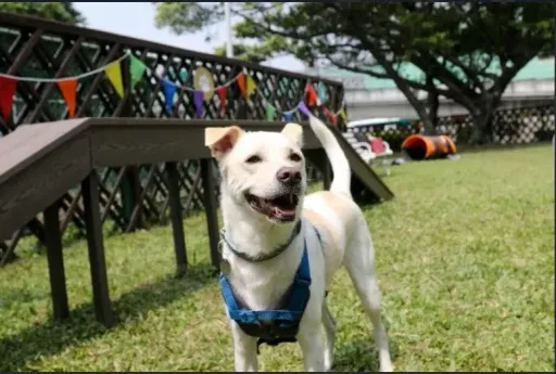 遛狗未繫繩咬傷路人 飼主被認定「縱容」!被罰8千元