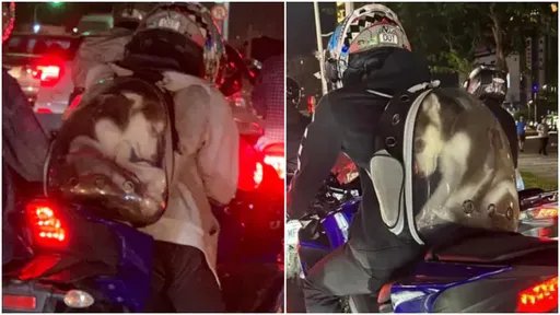 哈士奇塞成「狗肉包」!骑士载犬画面爆全网怒火 他竟是惯犯