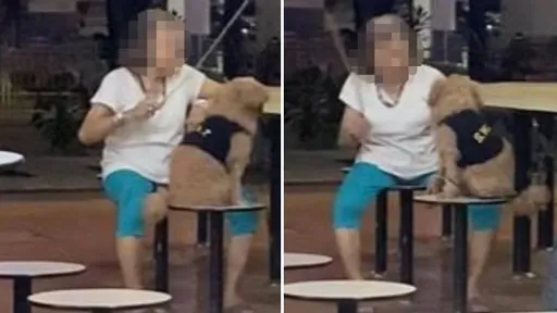 阿嬤好暴力!藤條猛抽破口大罵嚇狗狗 官方介入帶走寵物