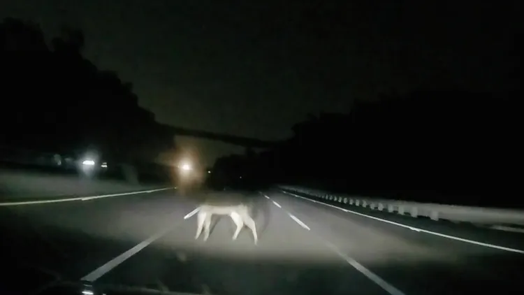 自車燈照到水鹿到撞擊，僅僅2秒鐘。車主提供
