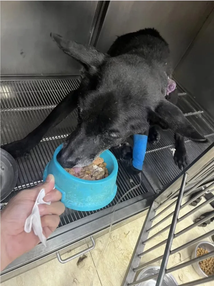 桃園農業局透露黑狗近況，生命跡象穩定，能正常進食。桃園農業局提供