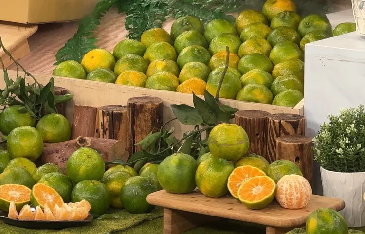 台南東山青皮椪柑正當時，質量佳、價格平穩。市府提供