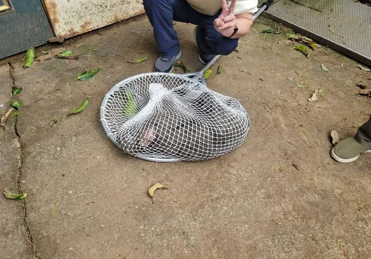 東非狒狒遭槍殺身亡。翻攝畫面