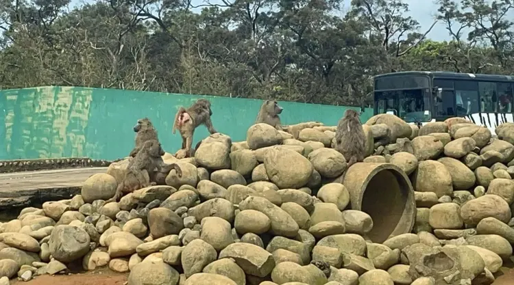 六福村動物園飼養的狒狒。資料照片