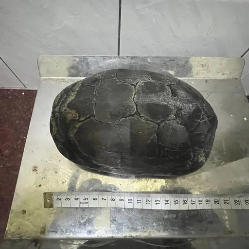 大街驚見瀕臨絕種野生動物 乍看如石頭!20公分柴棺龜送縣府