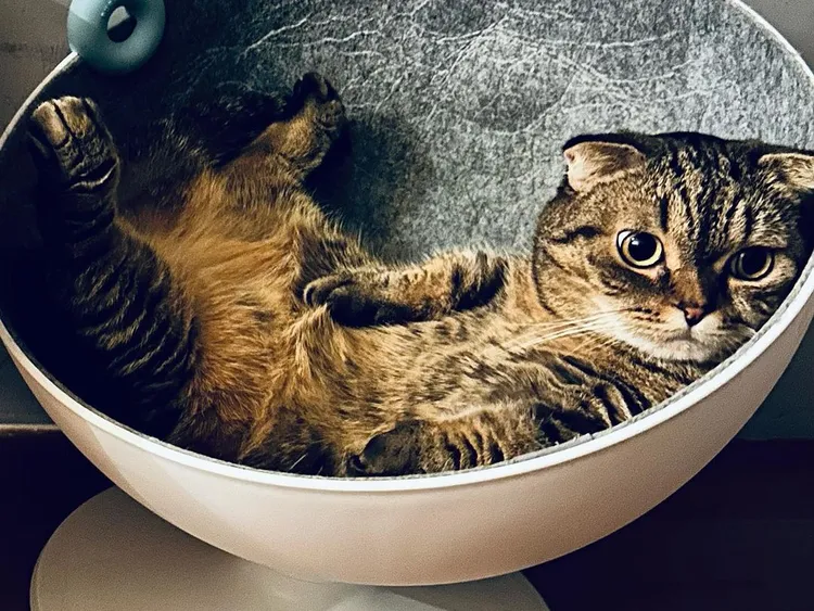 邵雨薇愛貓離世。翻攝邵雨薇IG