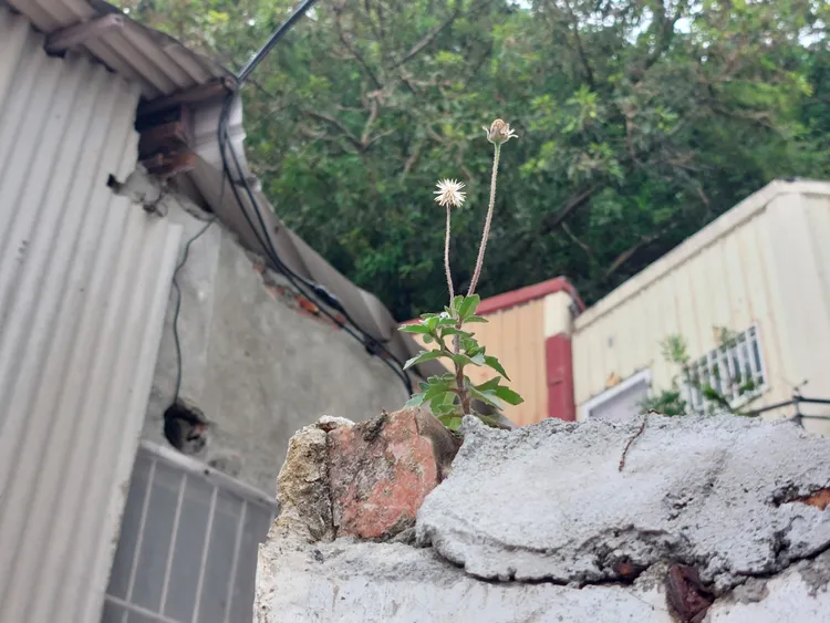 陳坤毅說，打狗水道淨水池與周遭是被嚴重輕忽低估的文化資產。凃建豐攝