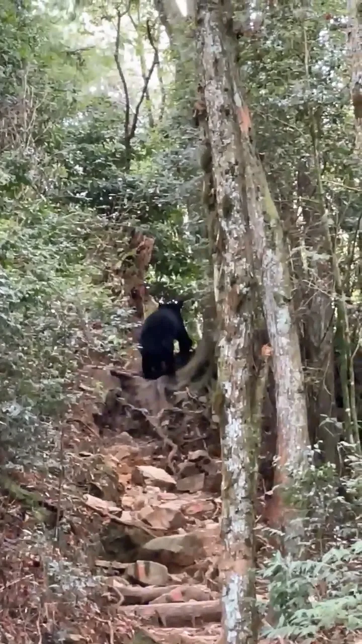 蔡姓登山客上周五（10日）中午在鳶嘴稍來山步道鳶嘴往稍來路段時，發現該隻台灣黑熊。林業保育署台中分署提供