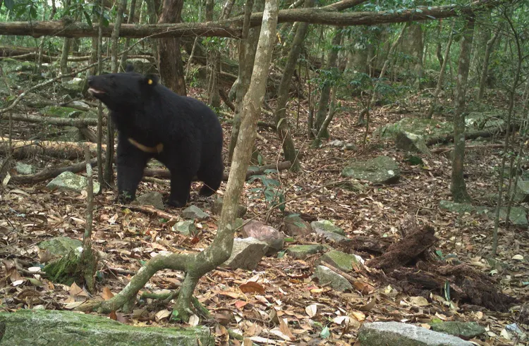 大雪山國家森林遊樂區內紅外線自動相機拍攝黑熊活動影像。林業保育署台中分署提供