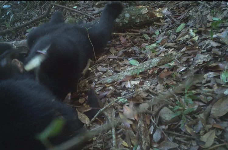 大雪山國家森林遊樂區內自動相機曾拍攝兩隻小熊嬉戲。林業保育署台中分署提供