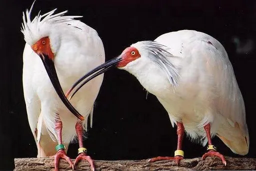 疑因打雷受驚嚇受傷 中國送給日本的瀕危珍鳥去世