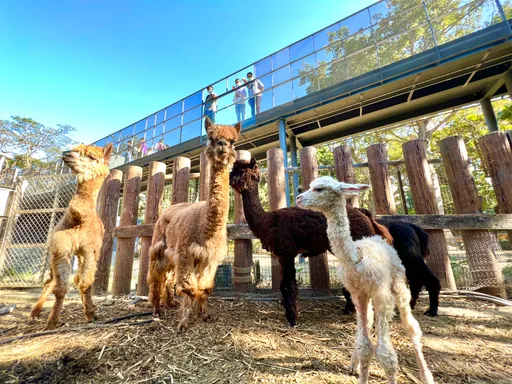 壽山動物園捷報!榮獲「台灣建築獎」首獎 評審肯定:使人與動物的關係更接近