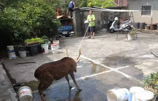 東非狒狒翻版!瀕死梅花鹿竟神奇「大復活」 廠商改口野放遭法辦