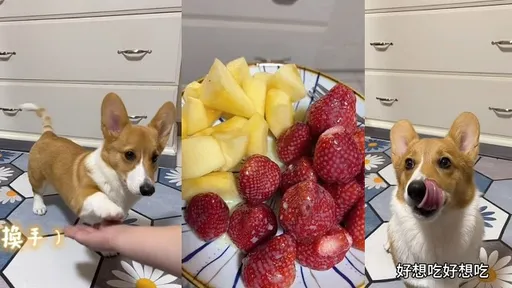 柯基的辛勞狗生　吃個水果要先幫人類拍片逗樂人類