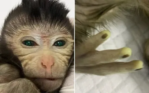 世界上首隻「發光獼猴」誕生　手指透出黃綠光澤