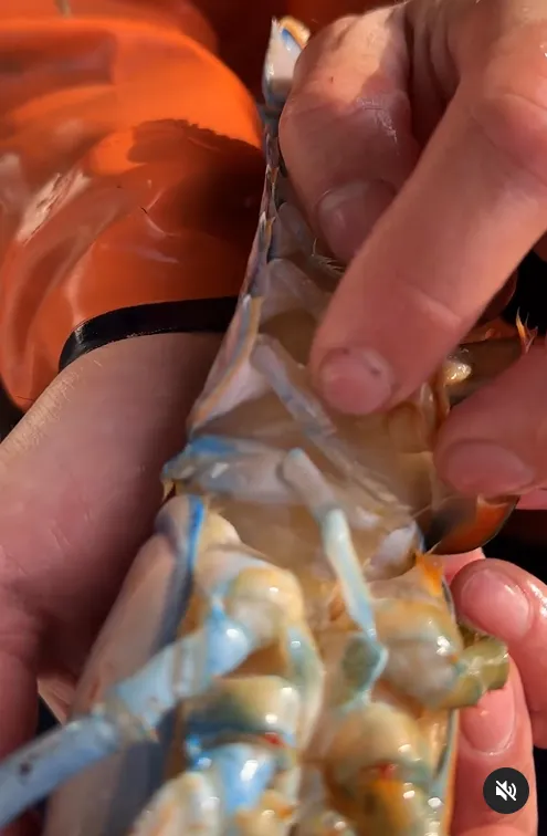 公母同體的龍蝦。