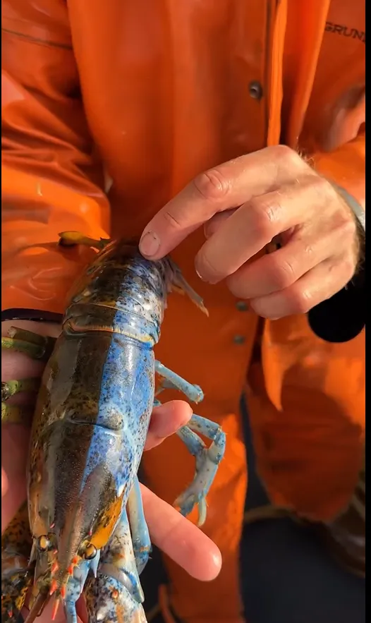 漁民在社群網站上Instagram展示龍蝦。