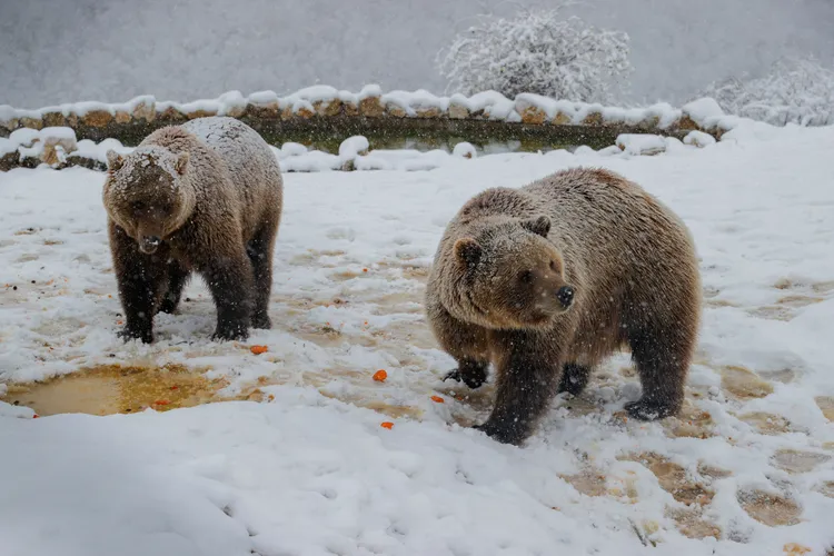 兩隻棕熊不冬眠，跑到雪地玩耍。路透社
