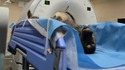 槍殺狒狒!獵人奉命射擊沒事 桃園農業局人員下令被起訴