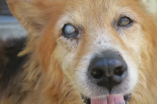 因禍得福!眼盲老犬落水溝被救起 獸醫巧手除白內障恢復視力