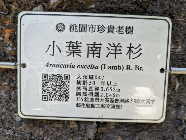 大溪區小葉南洋杉樹牌。農業局提供