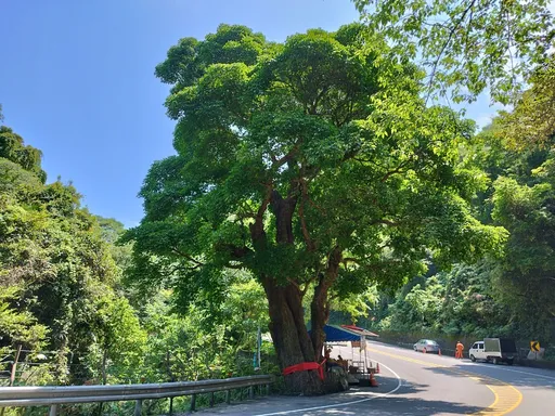 邀民眾保護在地老樹 桃園農業局新增手機掃QR Code通報功能