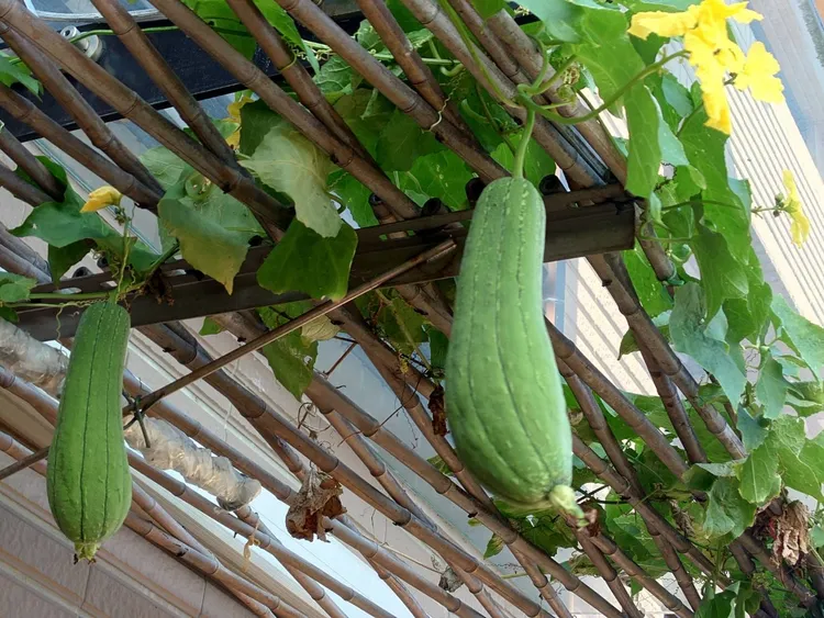 李四川在臉書po出他種的絲瓜獲得不少讚。翻攝李四川臉書