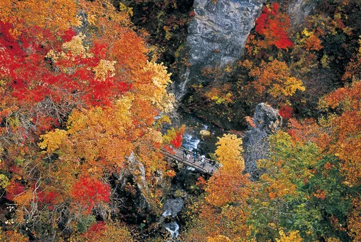 日本人愛賞楓最佳證明 10月新生兒盛行「楓」字命名