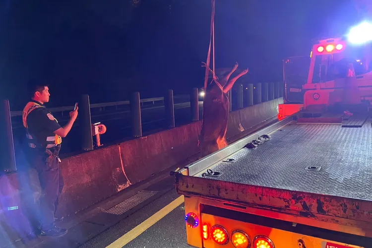 警方目測水鹿體長超過180公分。讀者提供