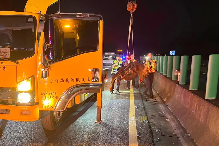 水鹿撞擊後死亡，國道警方將再釐清鹿隻來源。讀者提供