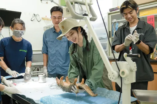 初見穿山甲寶寶陳柏霖父愛滿溢 徐若瑄憶懷孕心酸險淚崩