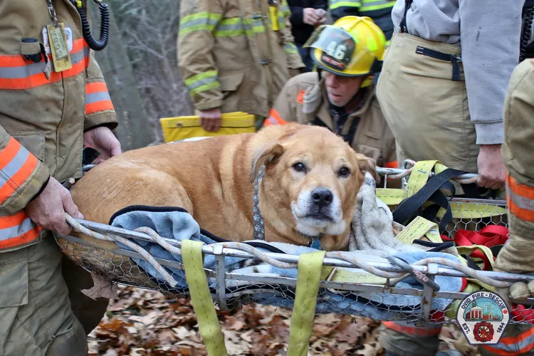 狗狗因為年齡和體型無法自行脫困，無辜模樣惹人心疼。翻攝臉書/ovidnyfire