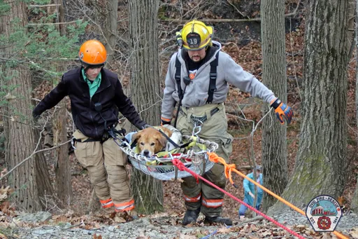 狗狗陪主人散步摔落60公尺山坡 獲救萌照擄獲網友心