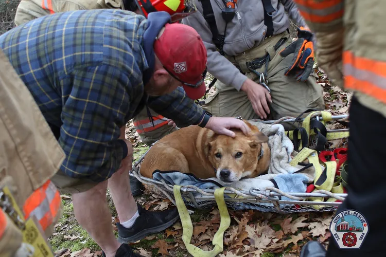 狗狗獲救後安好。翻攝臉書/ovidnyfire