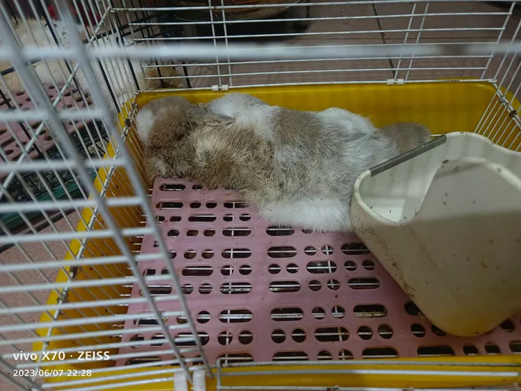 樹林區也有一對情侶分手後，留下無辜寵物死亡，屍體發現時已風乾。動保處提供