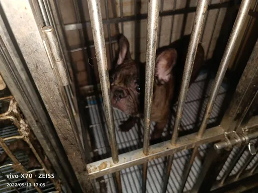 情侶分手卻是「牠」倒楣餓死　法院判過失致死！各罰1.5萬再列黑名單　