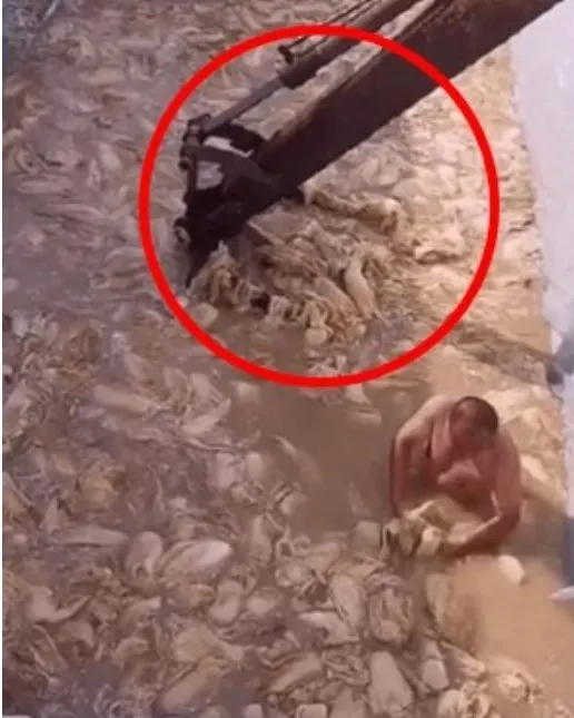 ｢裸體泡菜」的製作過程讓人倒盡胃口。資料照片